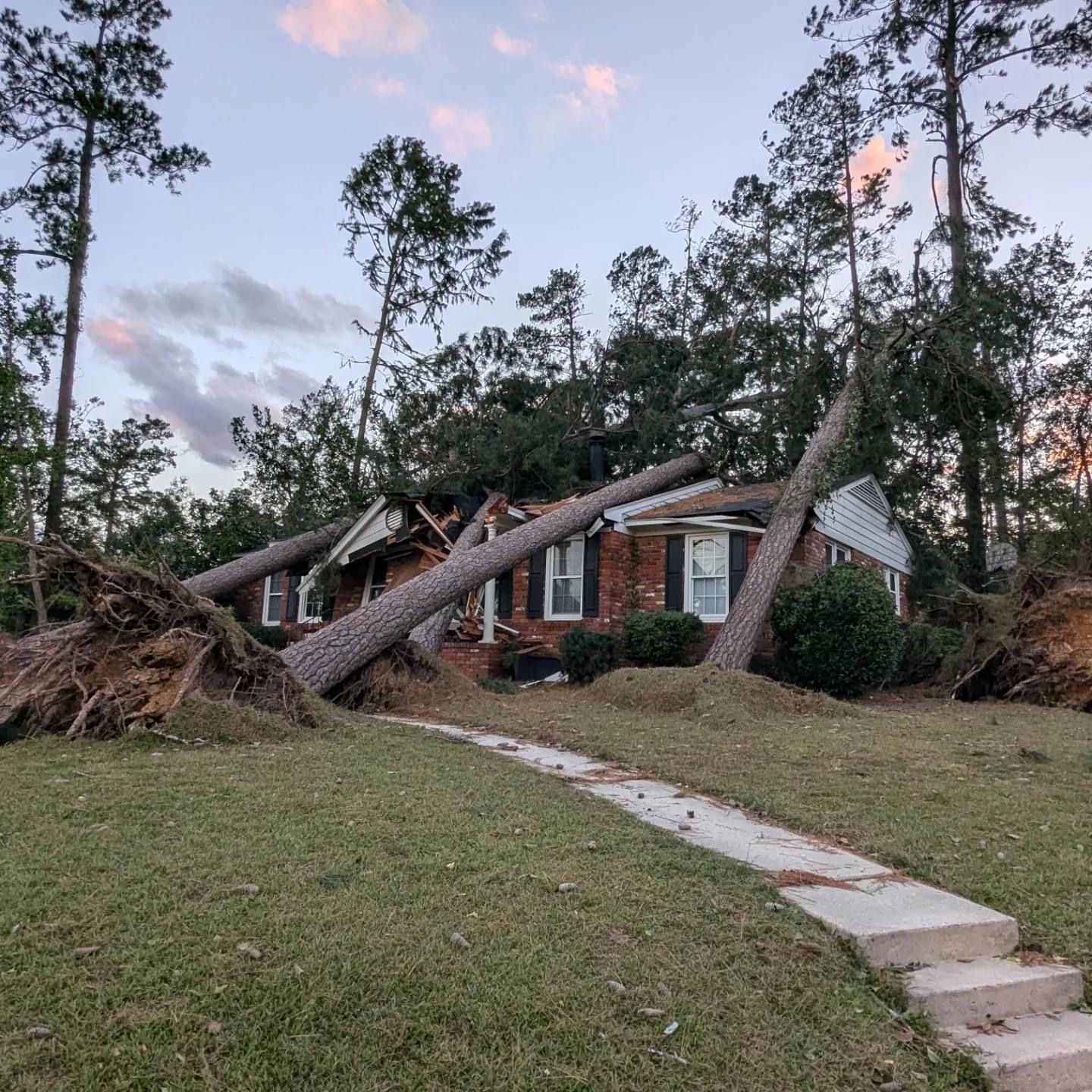 Fallen tree on a residential lawn after a storm, illustrating the need for emergency tree removal services.

