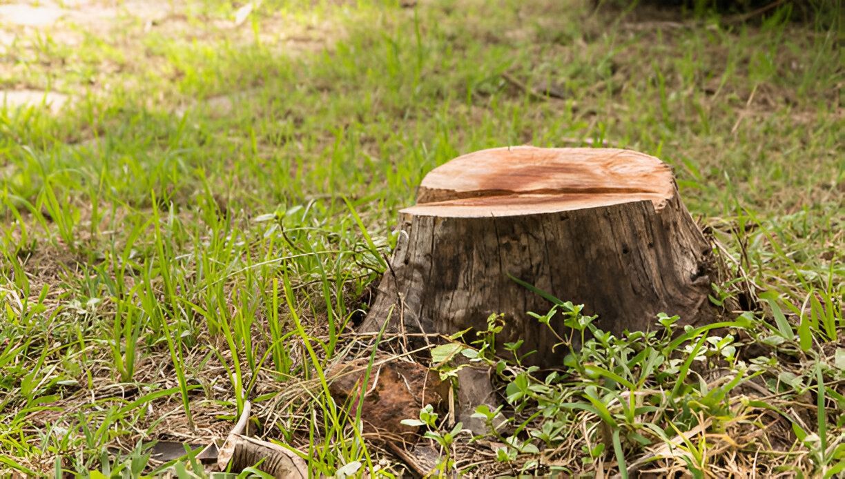 Tree stump in a grassy yard, prepared for stump grinding and removal.