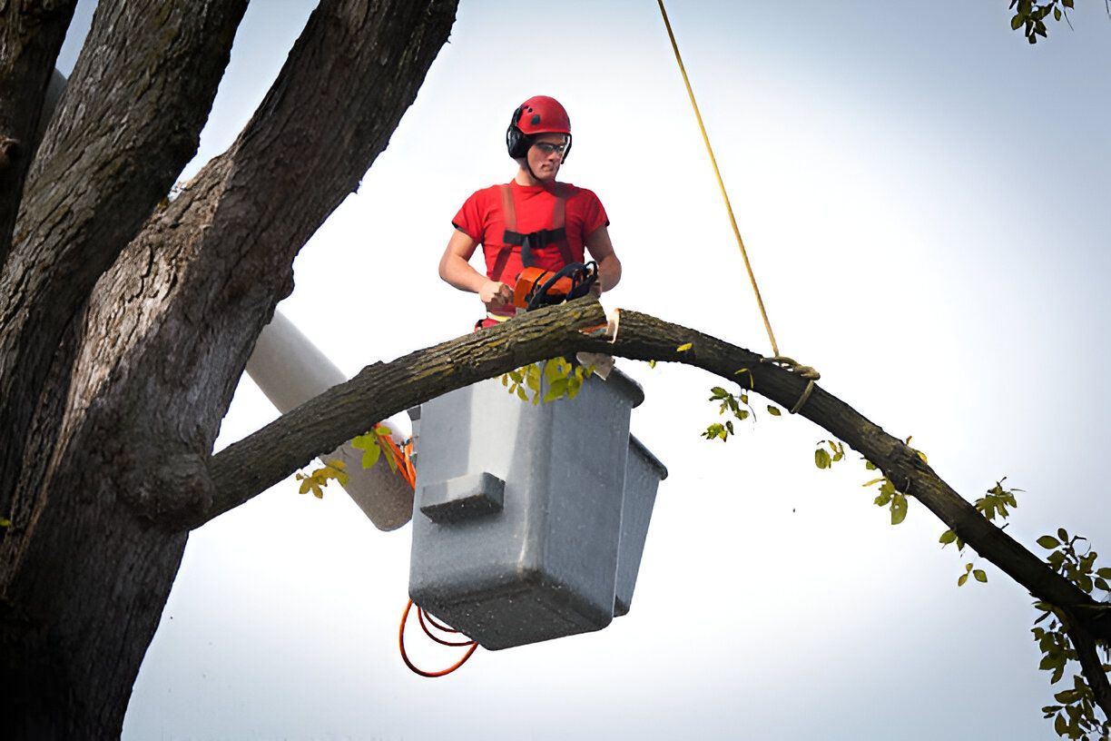 Arborist in a bucket lift performing tree trimming services cutting a large branch to ensure safe and professional tree care.