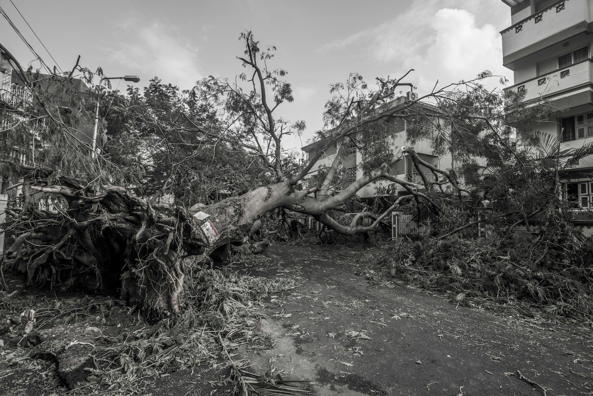 Fallen tree after a storm, requiring emergency tree removal services.