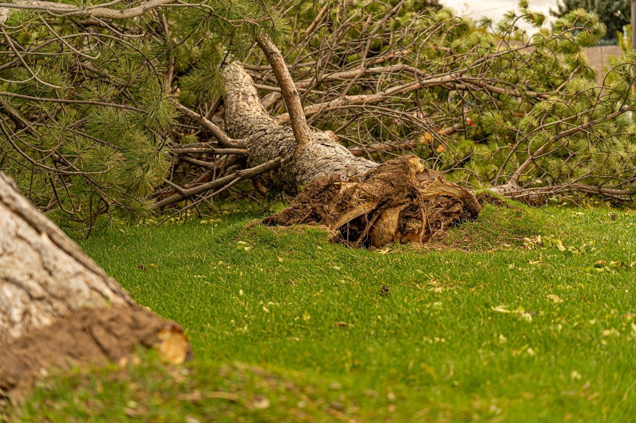 Fallen tree in a backyard after a storm, requiring emergency tree removal services.