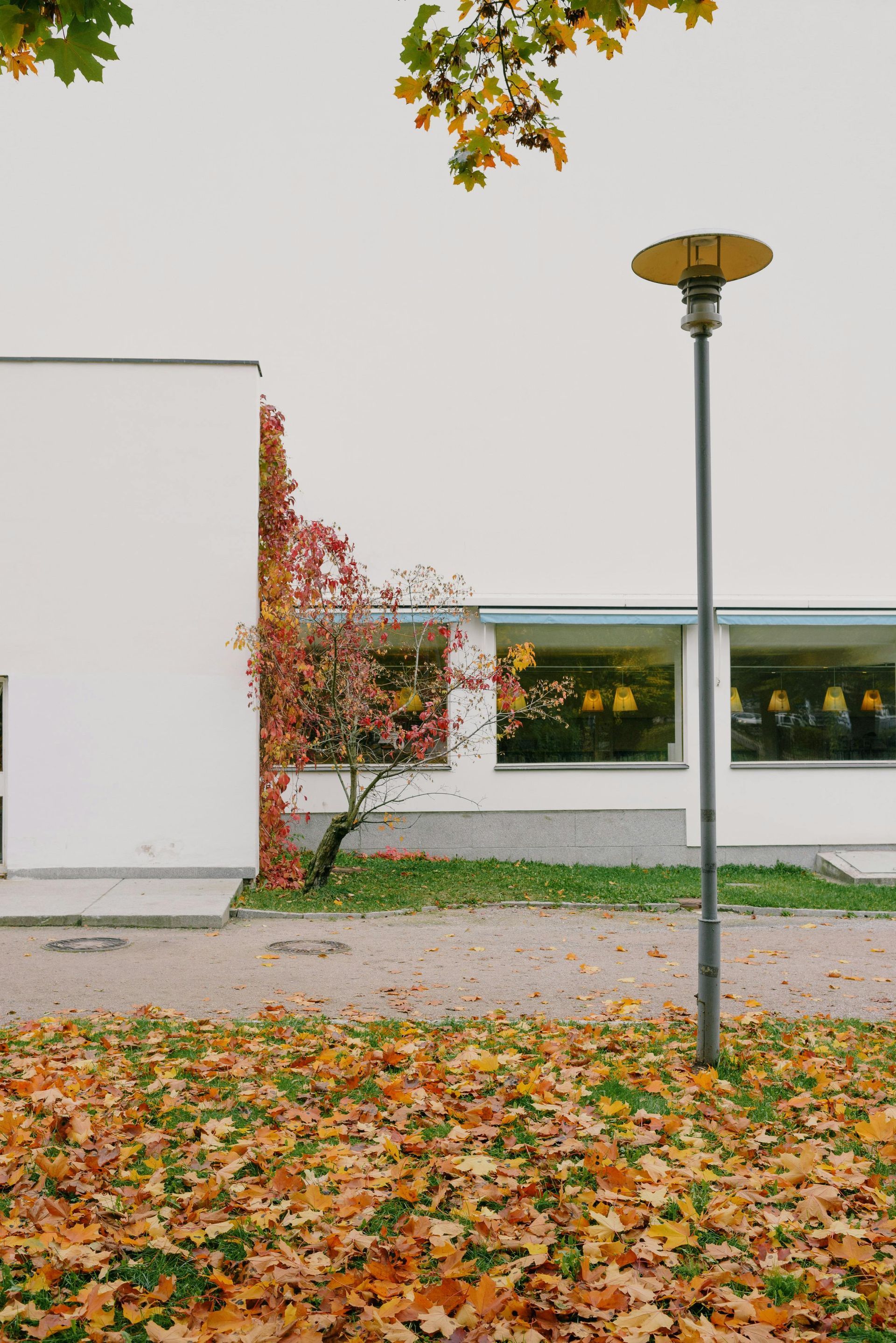 Autumn leaves scattered on a lawn near a building with trees and windows.