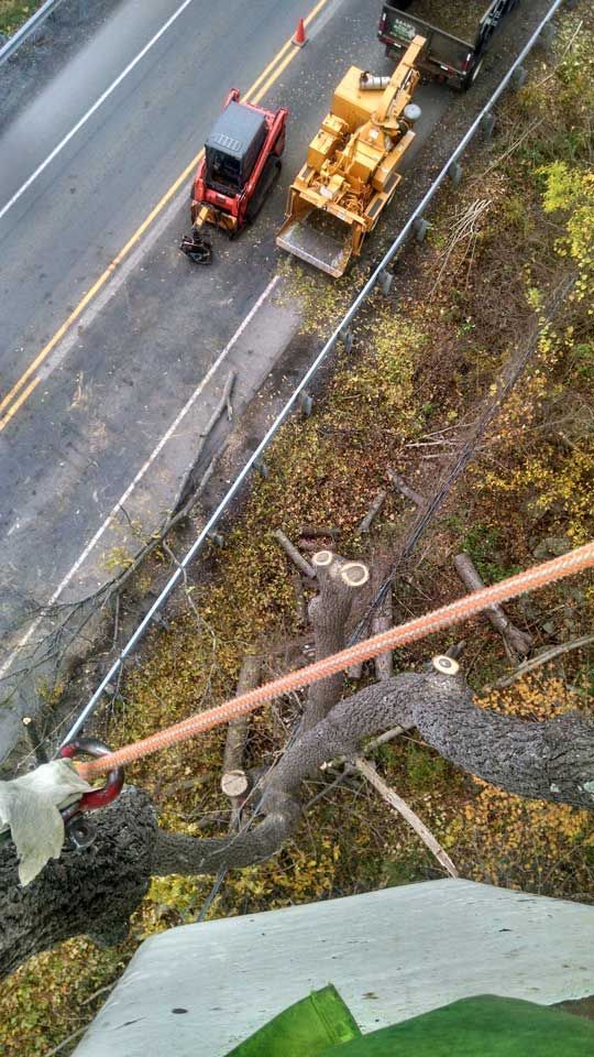 Cut Tree — Lock Haven, PA — Saar Tree Service
