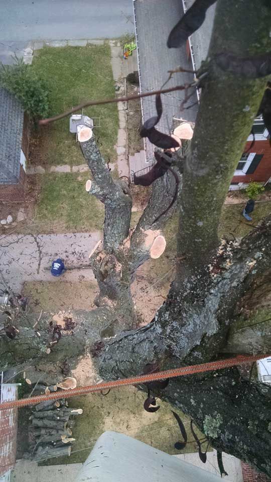 Tree Turned Into Logs — Lock Haven, PA — Saar Tree Service