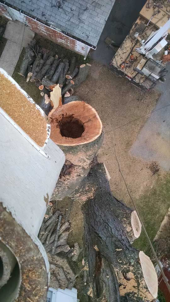 Hollowed Tree — Lock Haven, PA — Saar Tree Service