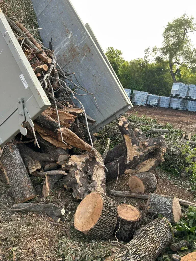 A dump truck tilting its bed to unload a pile of wood logs, tree branches, and wood chips onto the ground outdoors. Tree debris removal Pflugerville TX