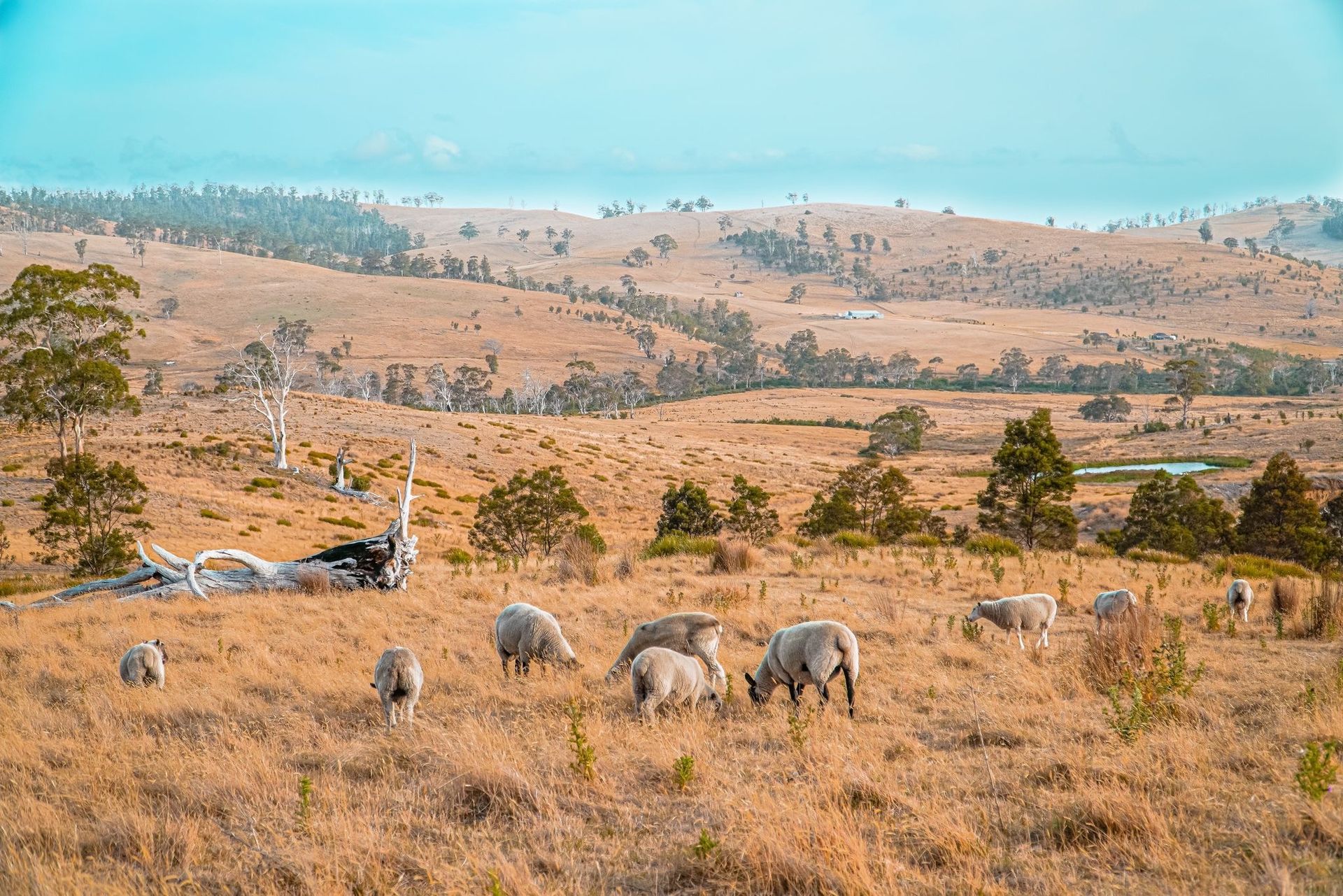 A herd of sheep grazing in a dry grassy field.