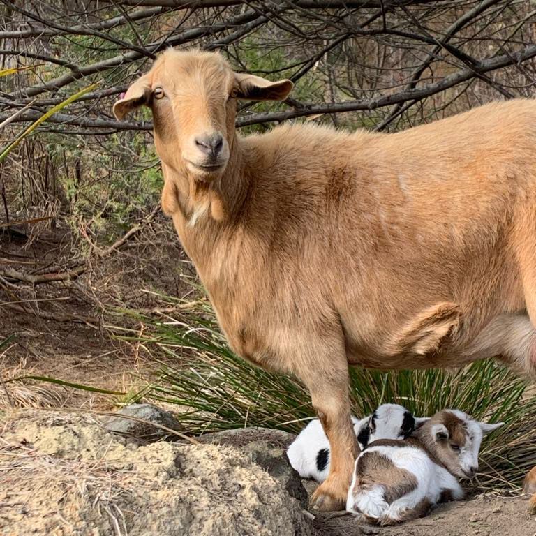 A goat standing next to two baby goats on a rock.