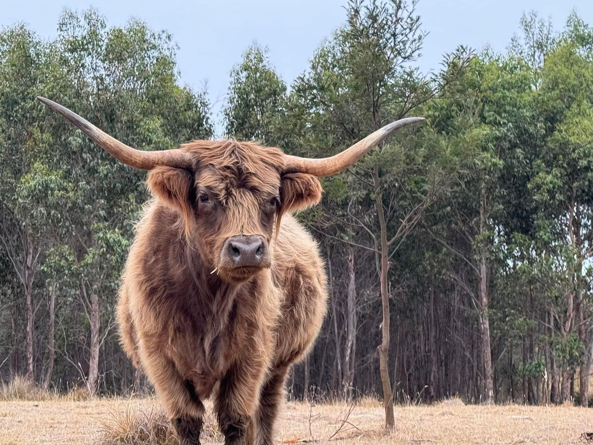A highland cow with long horns is standing in a field with trees in the background.