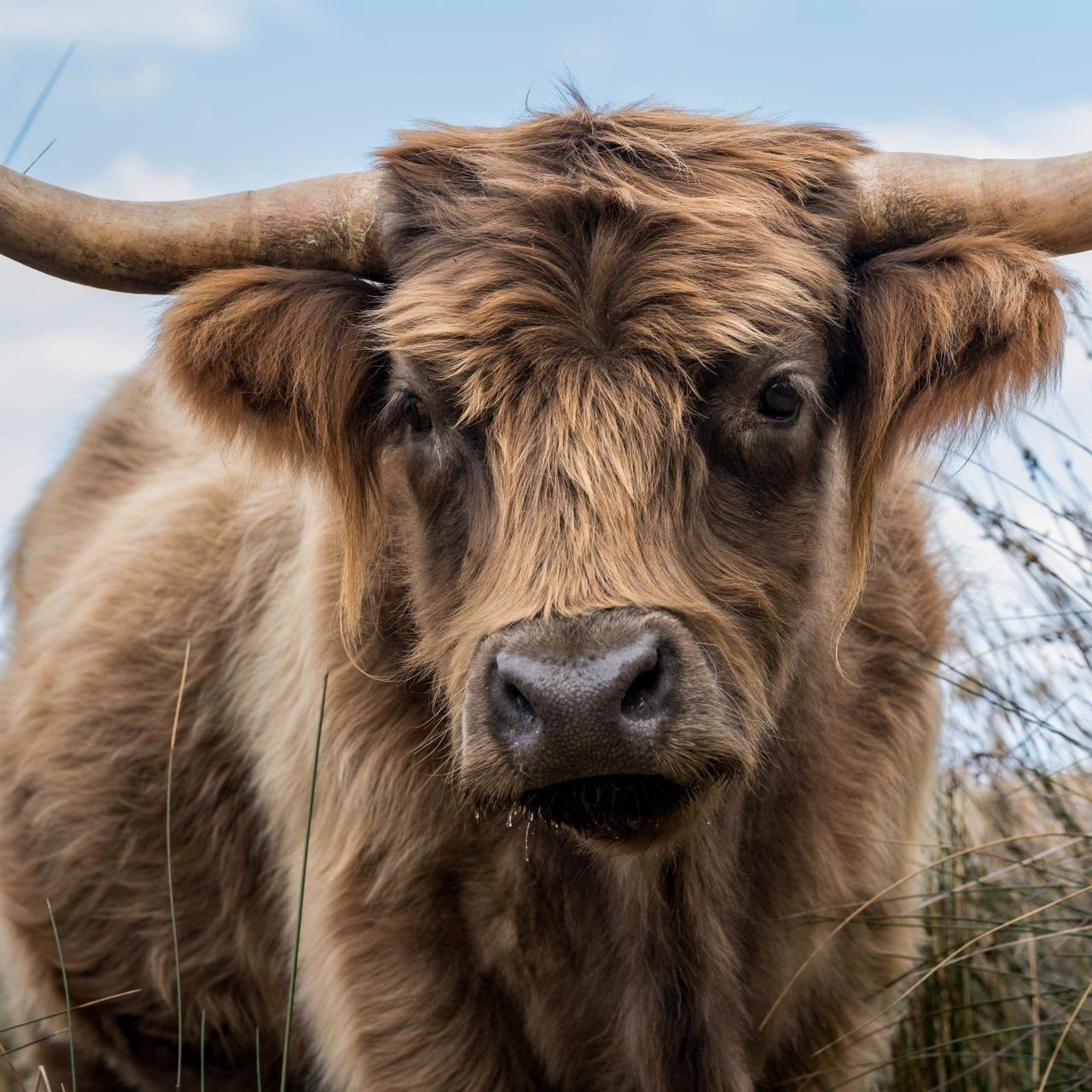 A close up of a brown cow with horns looking at the camera