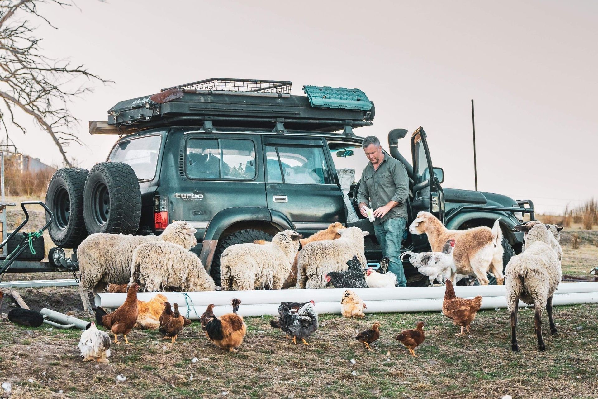 Ian is feeding sheep and chickens from a truck.