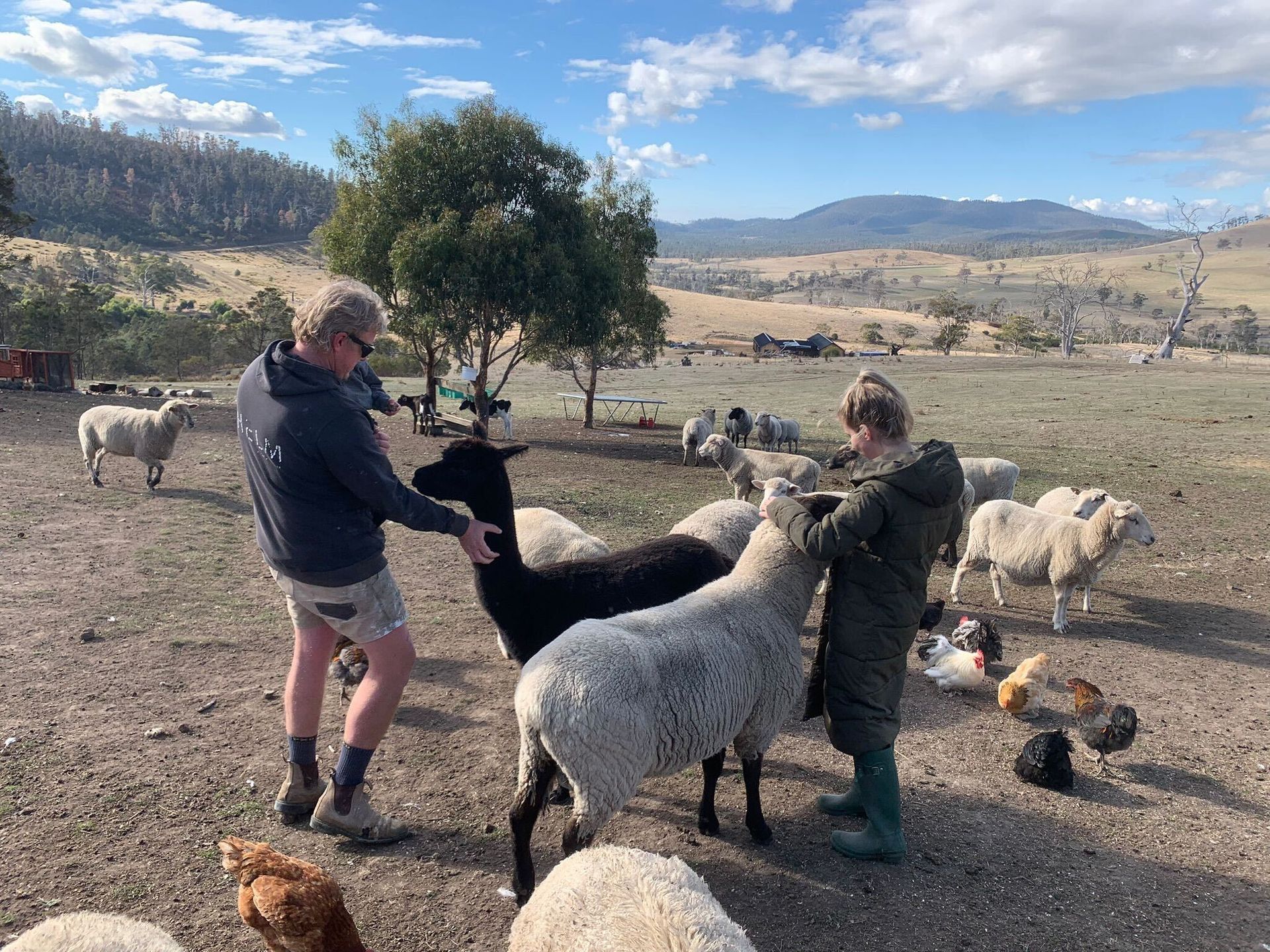A man and a woman are feeding sheep in a field.