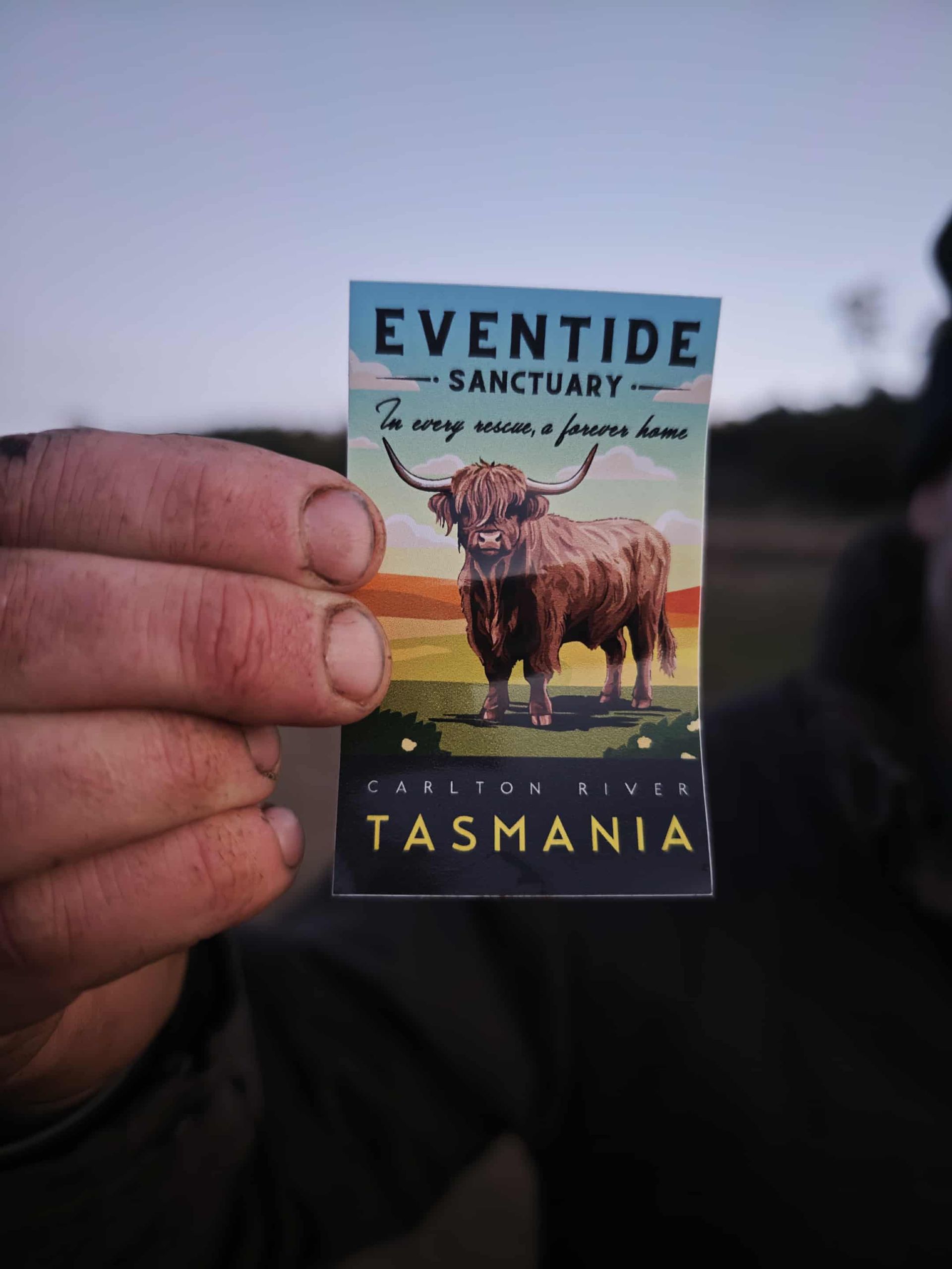 Eventide Highland Cow Sticker