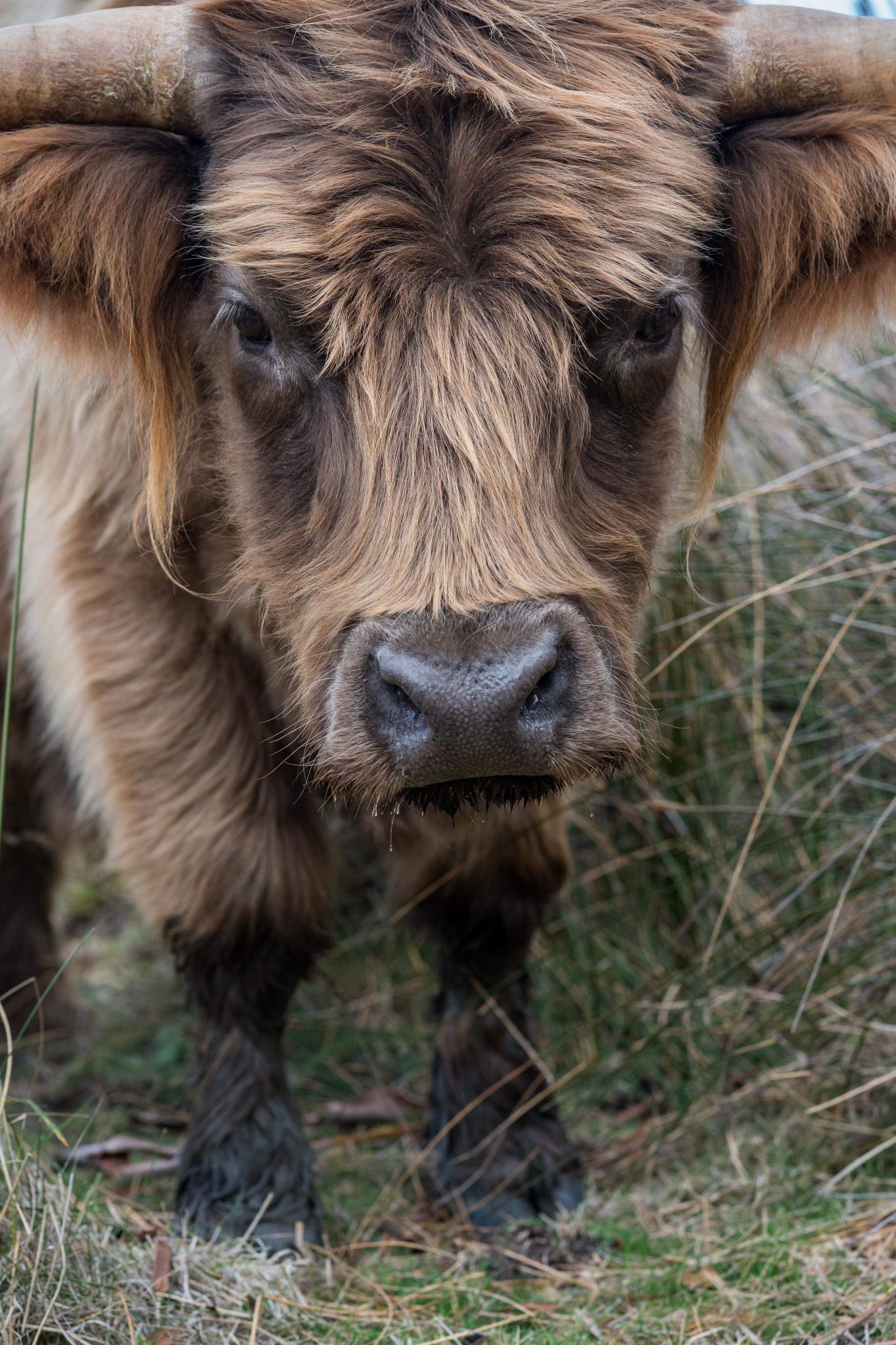 A close up of a highland cow with horns standing in the grass.