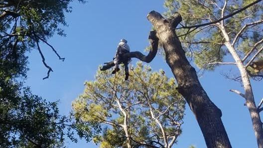 A person is cutting a tree with a chainsaw.
