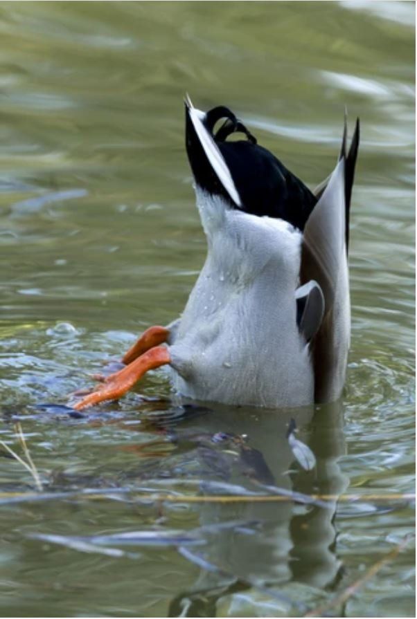 freedive duck dive