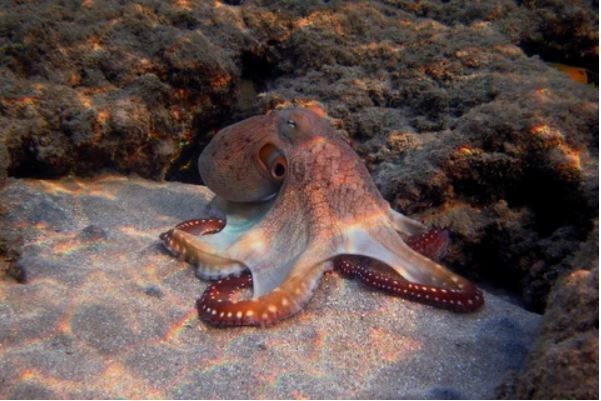 my octopus teacher freediving