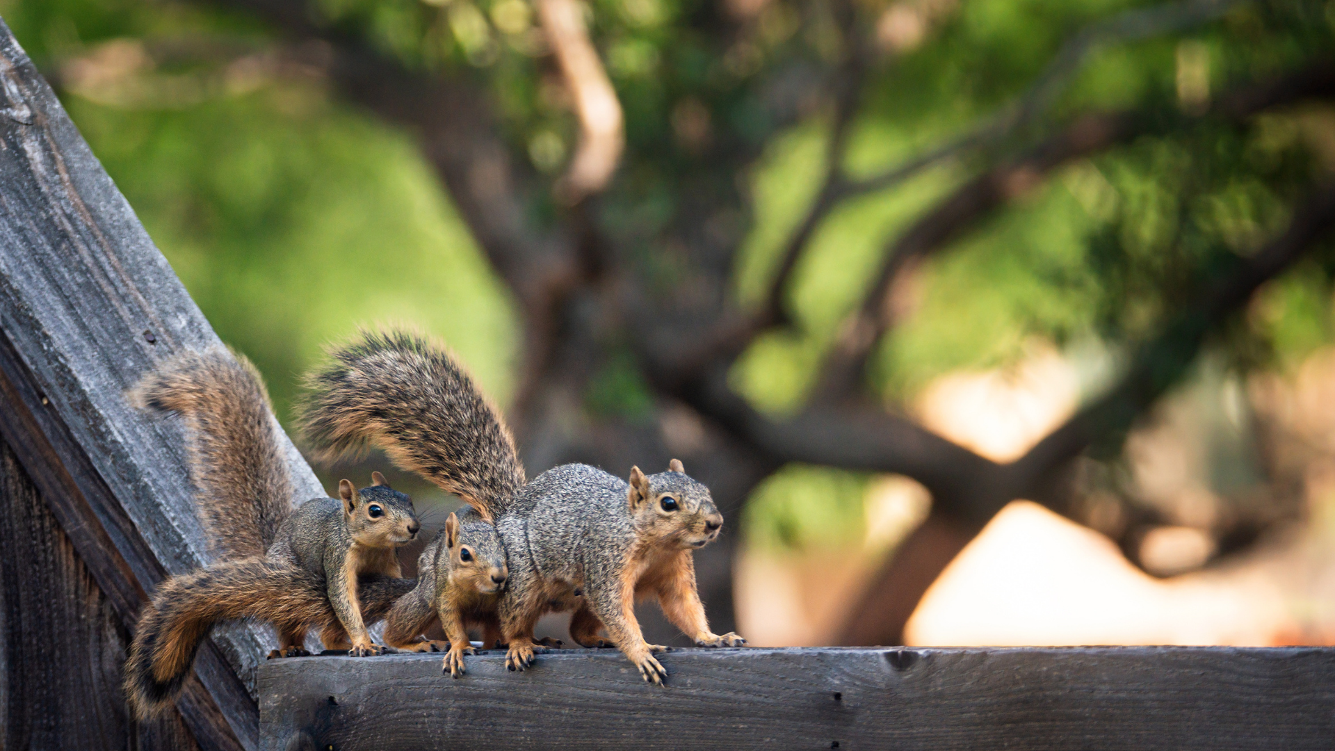 Three squirrels on a wooden railing, with one grooming another in a blurred green outdoor setting