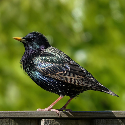 European starling perched on a wooden fence, iridescent black feathers, yellow beak, green background.