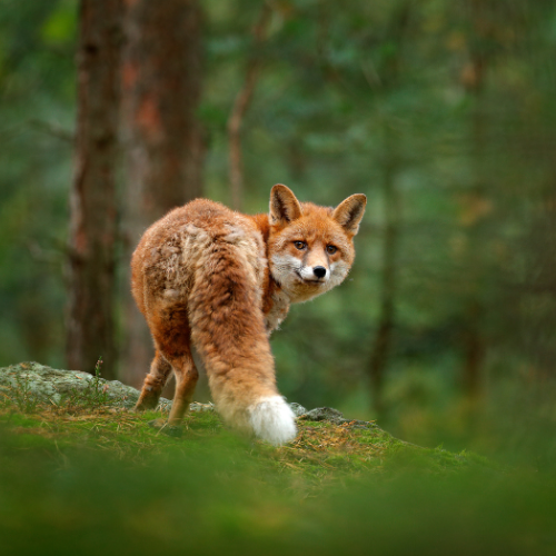 Red fox with white-tipped tail turns head back towards the viewer, forest background.