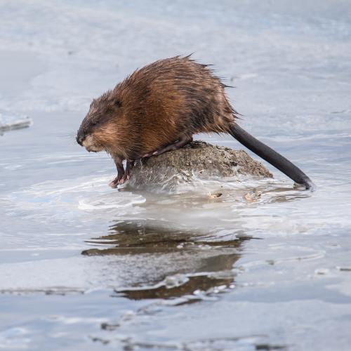 A wet brown muskrat on a small rock in water; its tail trails behind.