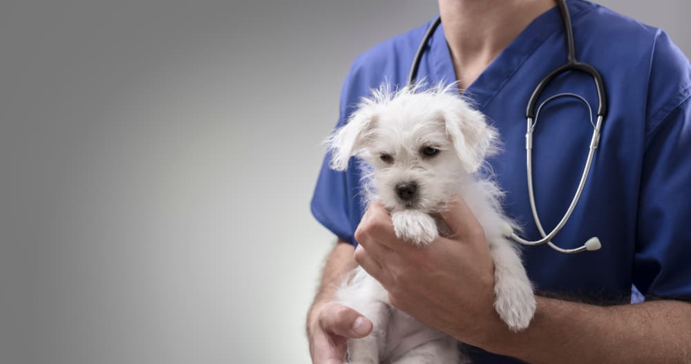 Vet Holding Dog - Vet Clinic in Townsville, QLD