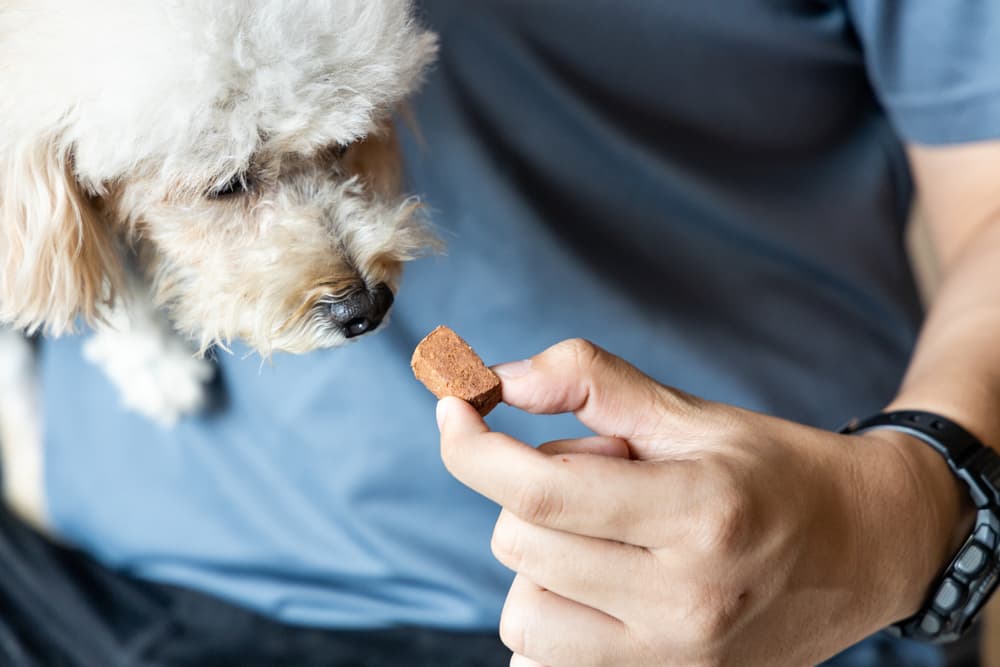 Vet Giving Dog Treat - Vet Clinic in Townsville, QLD