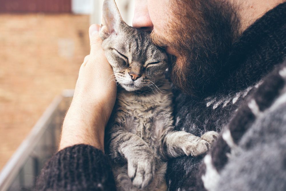 cat hugs - Vet Clinic in Townsville, QLD