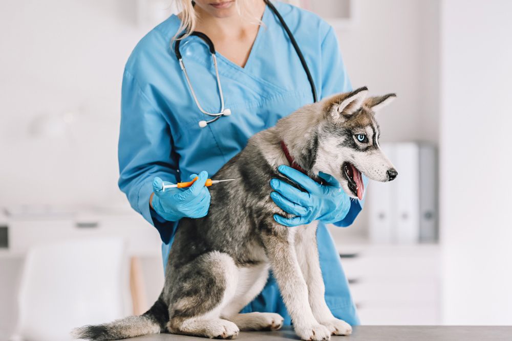 Close-up Of Pet Microchipping Procedure At Veterinary Clinic