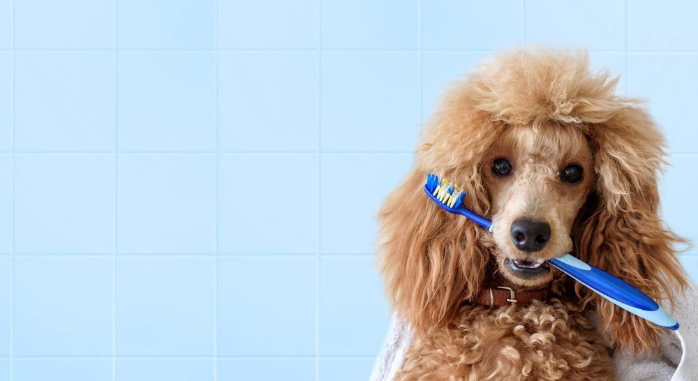 Western Suburbs Veterinary Clinic Dental Care
