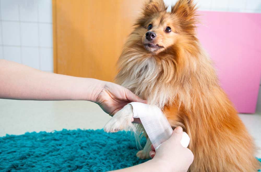 Dog bandaging hand