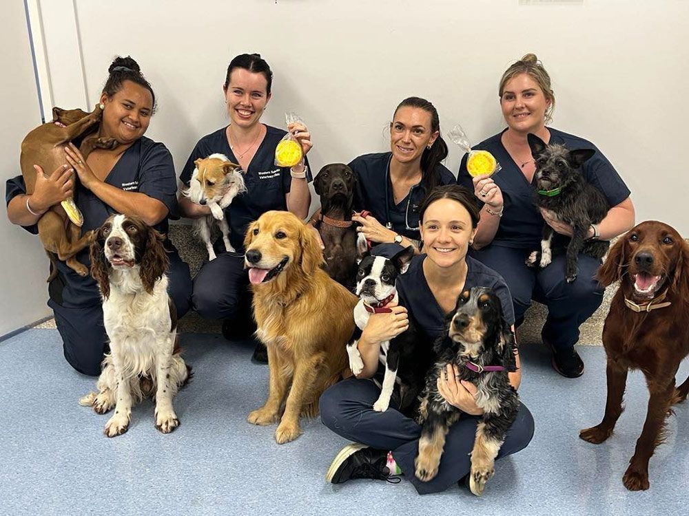 vet townsville