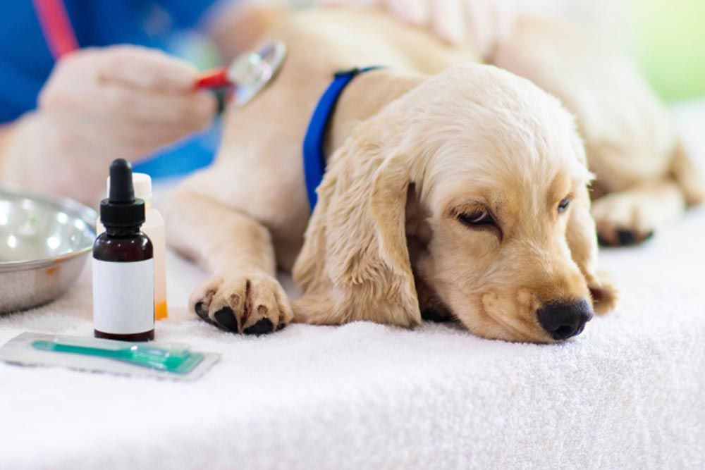 A sick-looking dog is being examined by a vet.