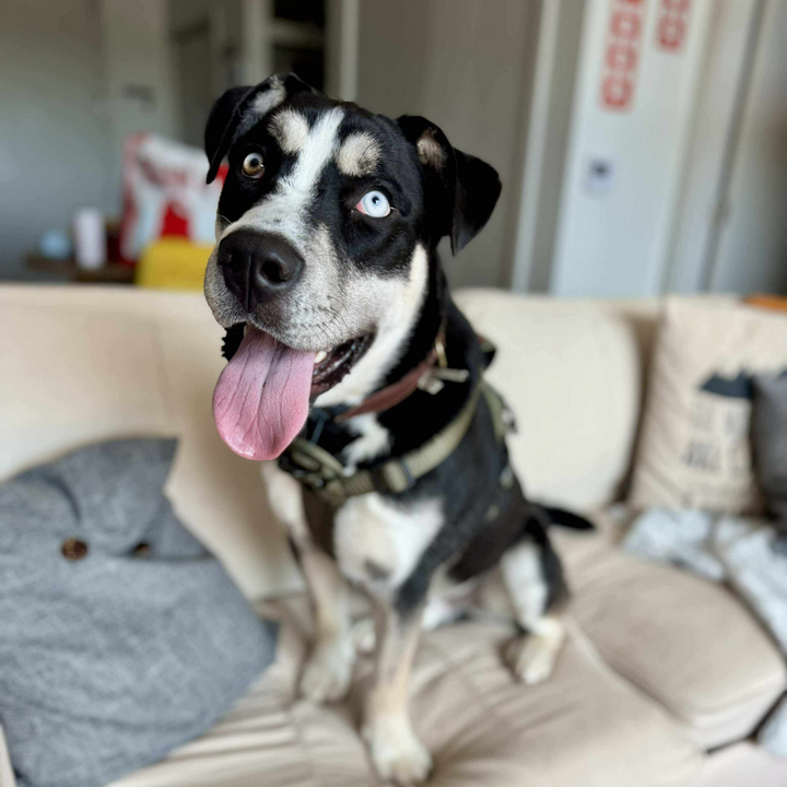 A rescue dog husky mix with vibrant eyes sits for a portrait.