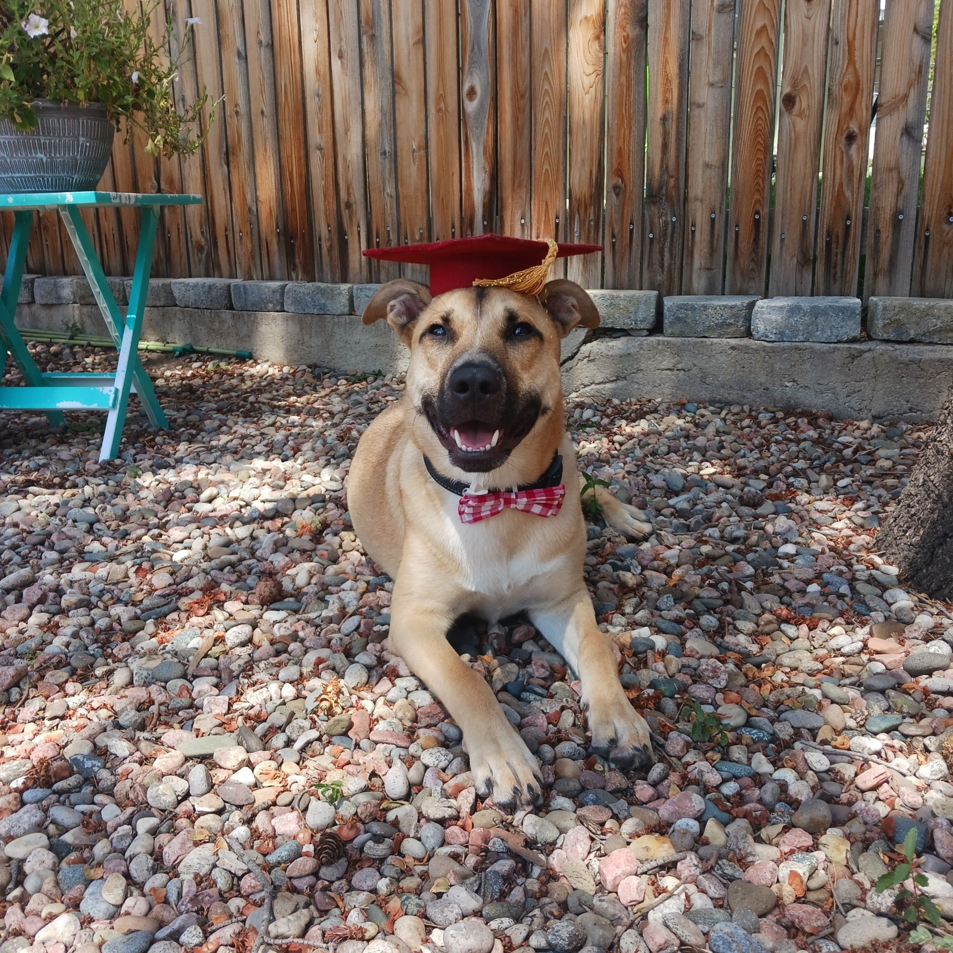 A pleased pup wearing a red graduation cap.