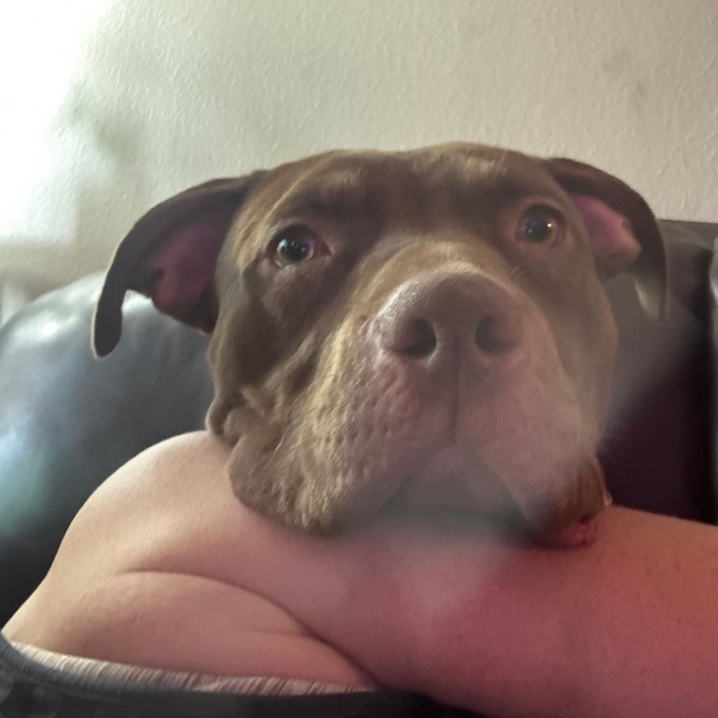 A cute pitbull grins for the camera
