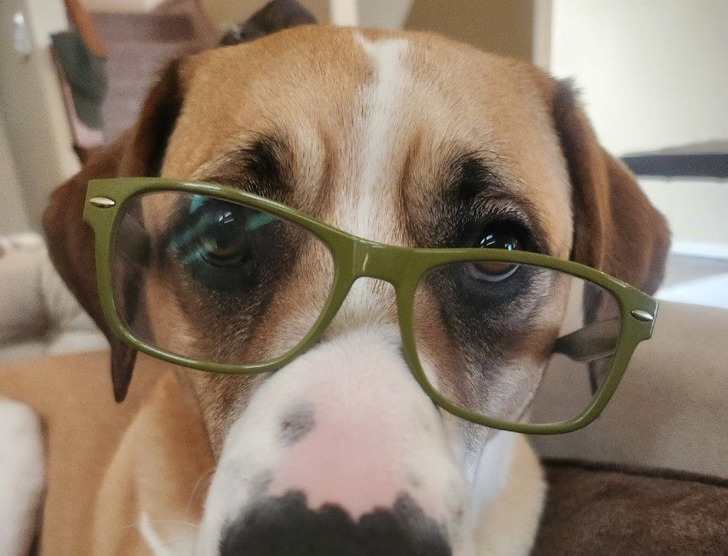 A rescue dog Saint Bernard mix wearing glasses.