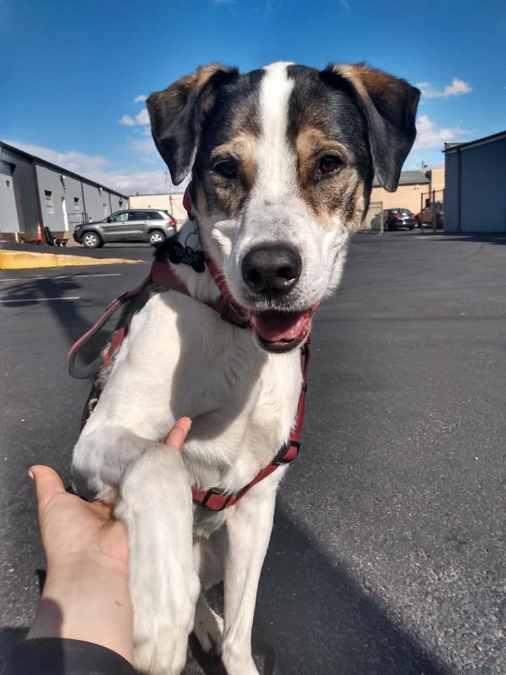 A sweet rescue hound mix gives out his paw for a treat.