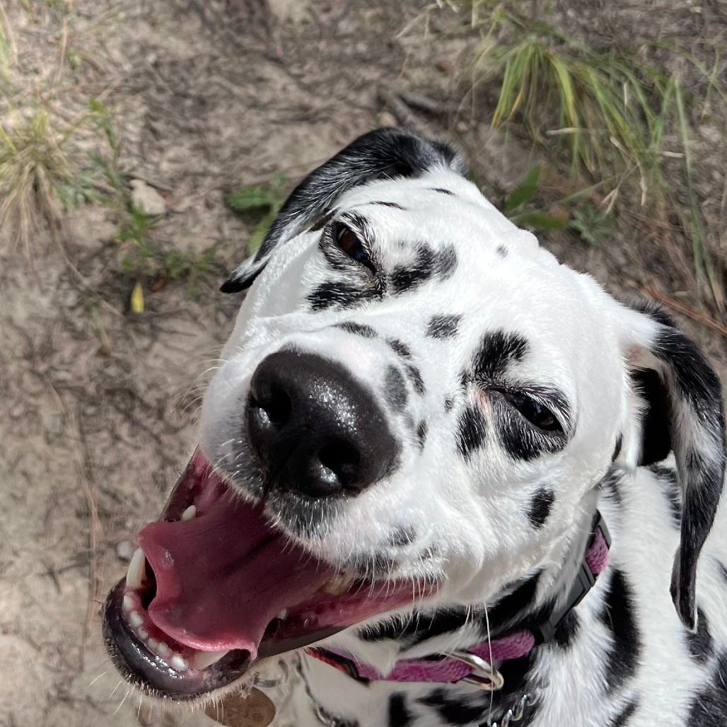 Zoe the rescue Dalmatian grinning up at a camera.