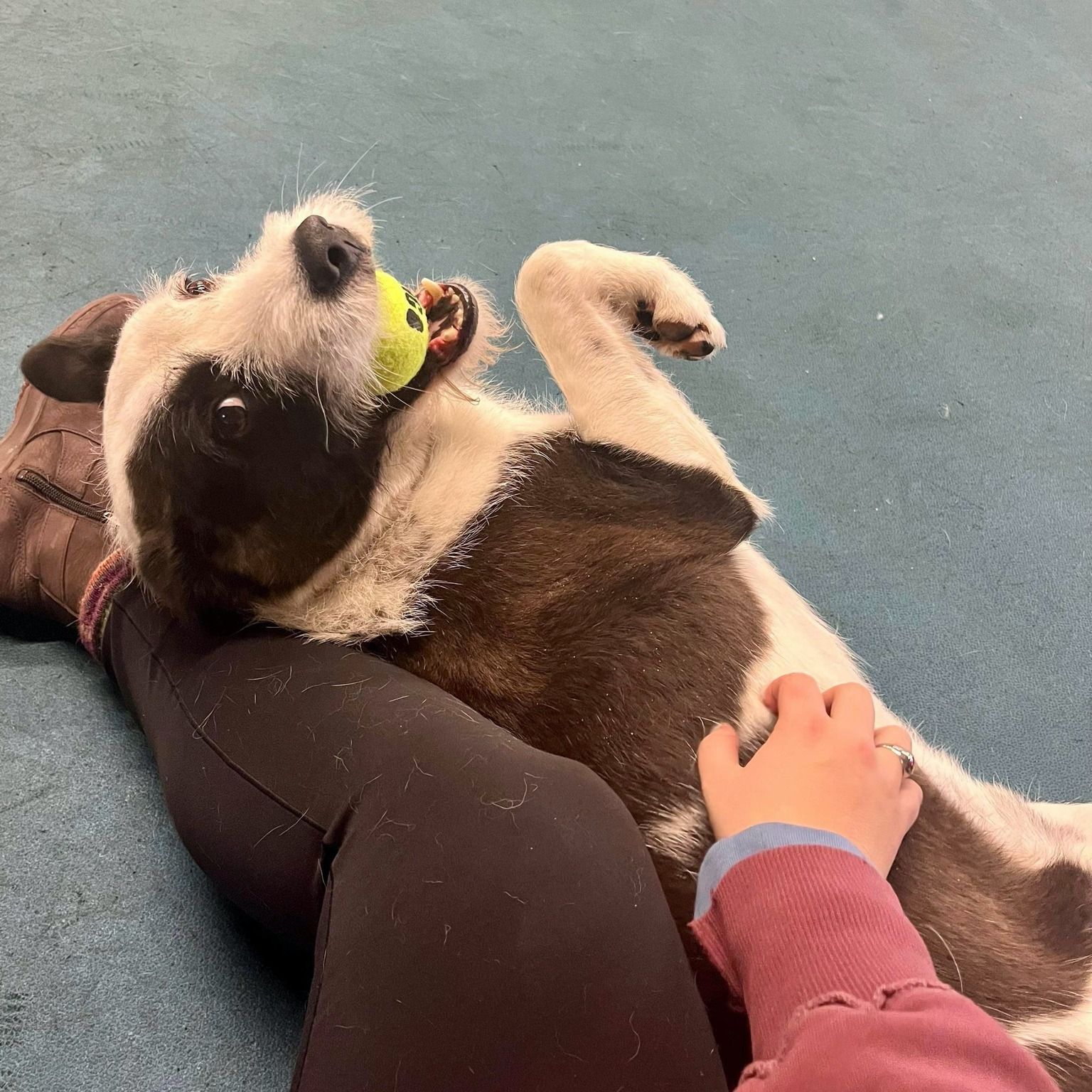 A scruffy rescue dog looks up with a ball in his mouth while sitting on his favorite dog trainer.