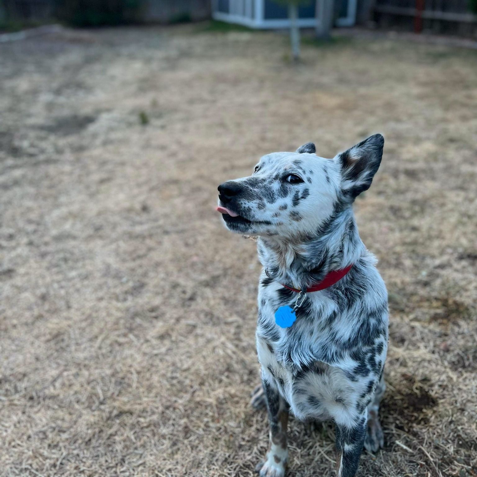 A sassy rescue cattledog sticking his tongue out at the camera.