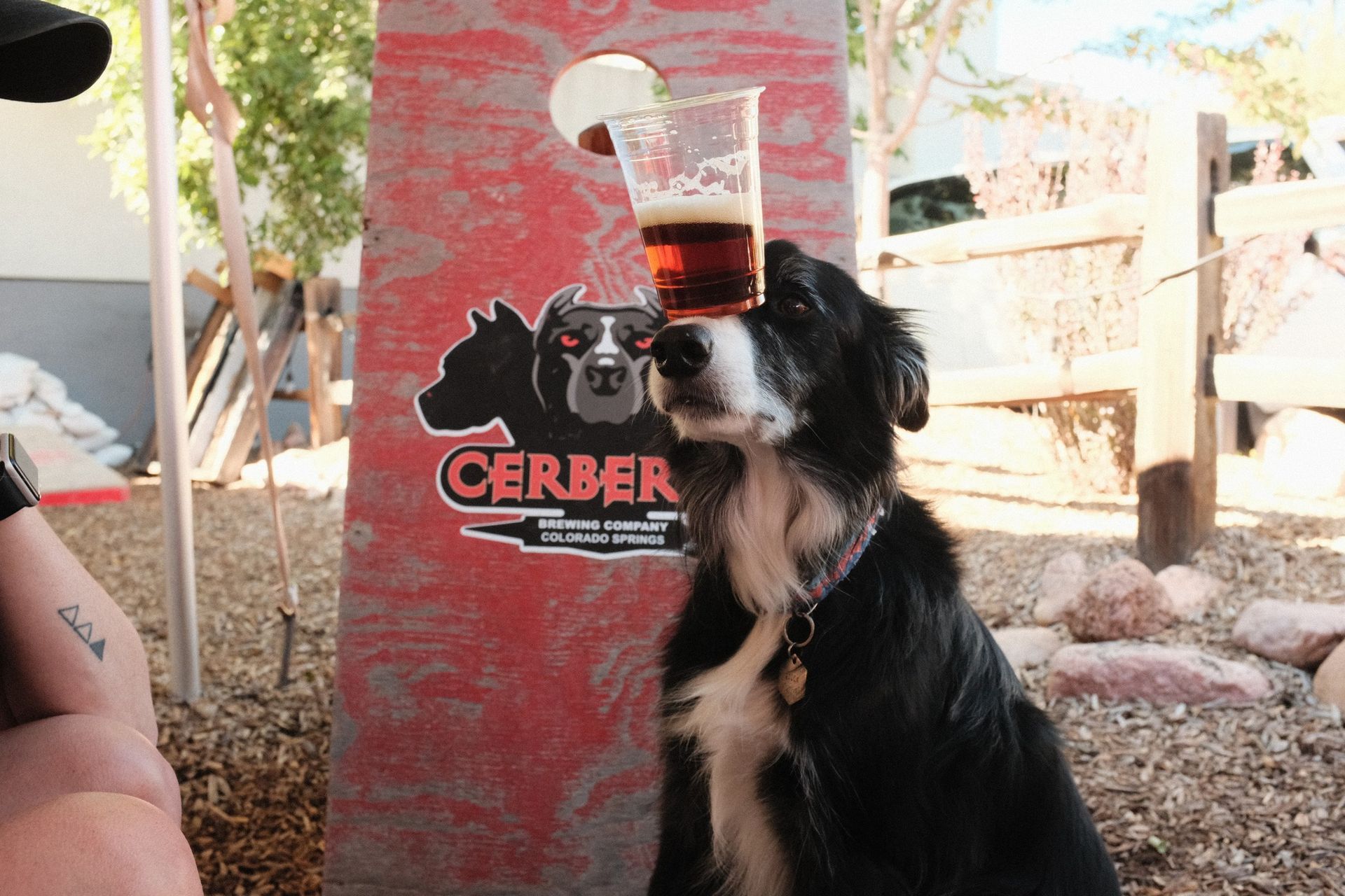 A veteran border collie skillfully balances a glass of beer on his nose in front of a Cerberus Brewing sign 