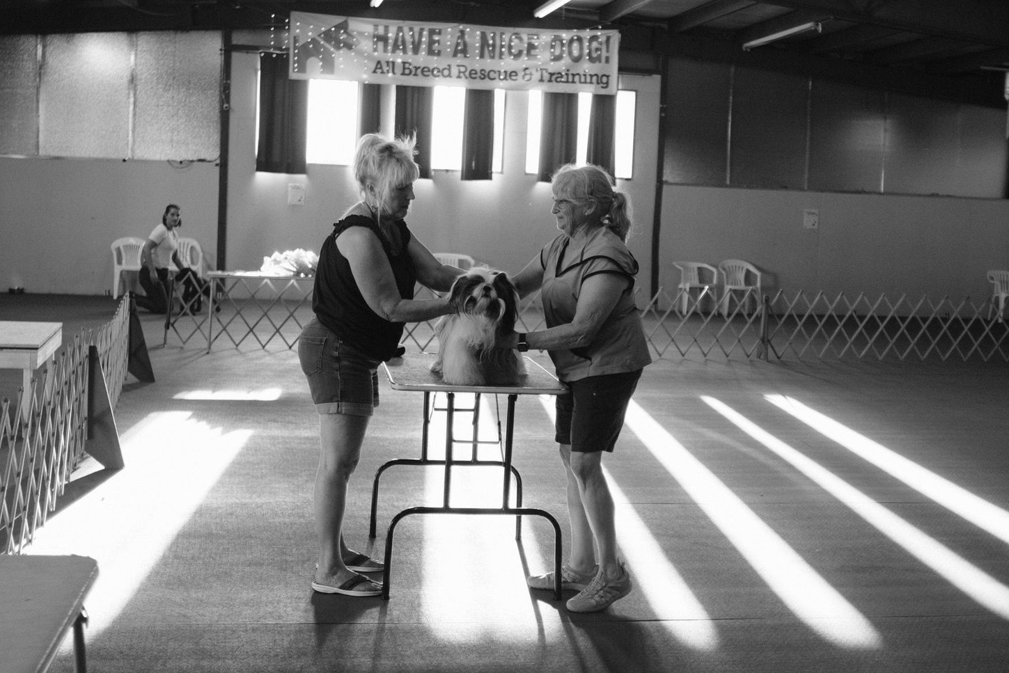 And handler and a judge go over a Shih Tzu sitting on a grooming table in a sunlit room.
