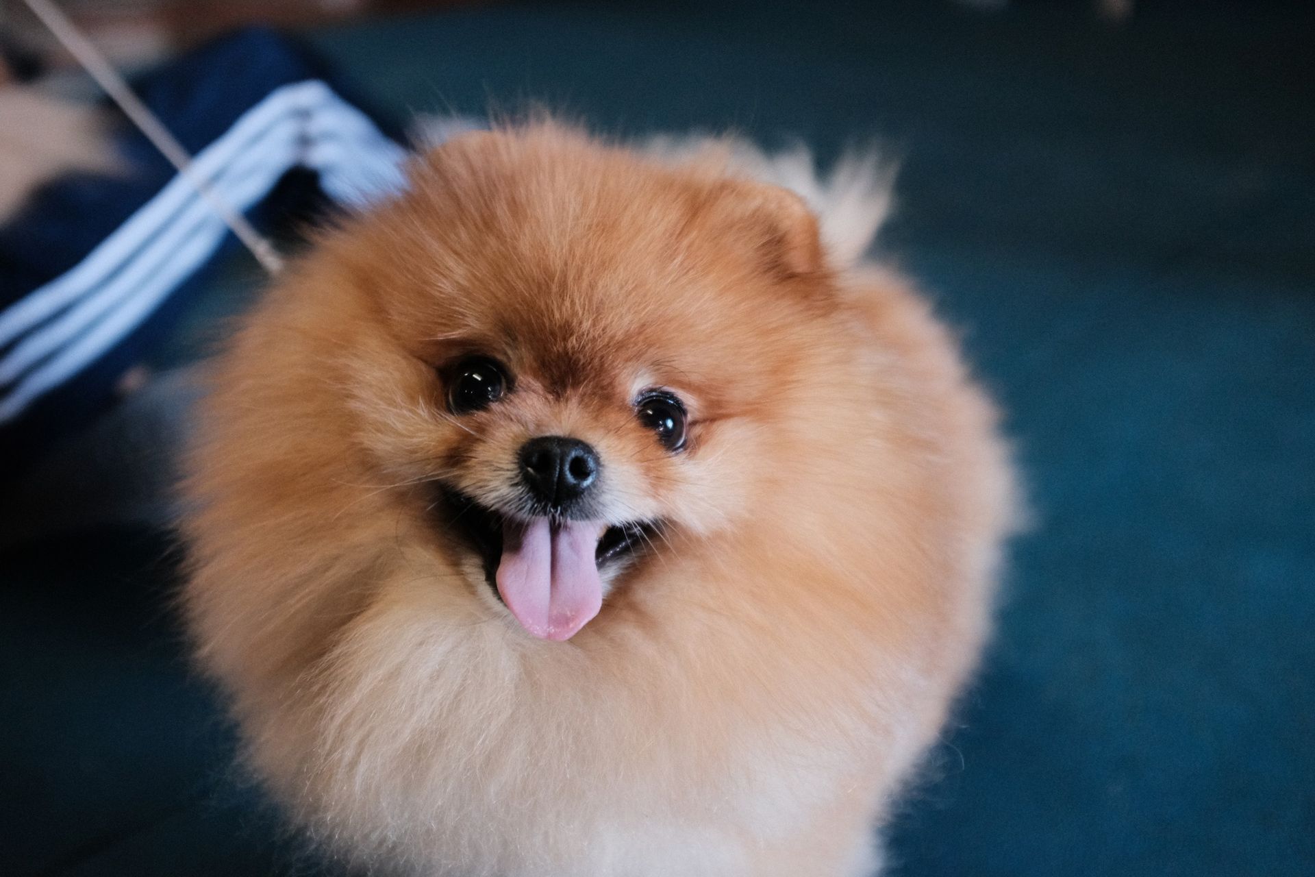 Coifed pomeranian stares longingly into camera.