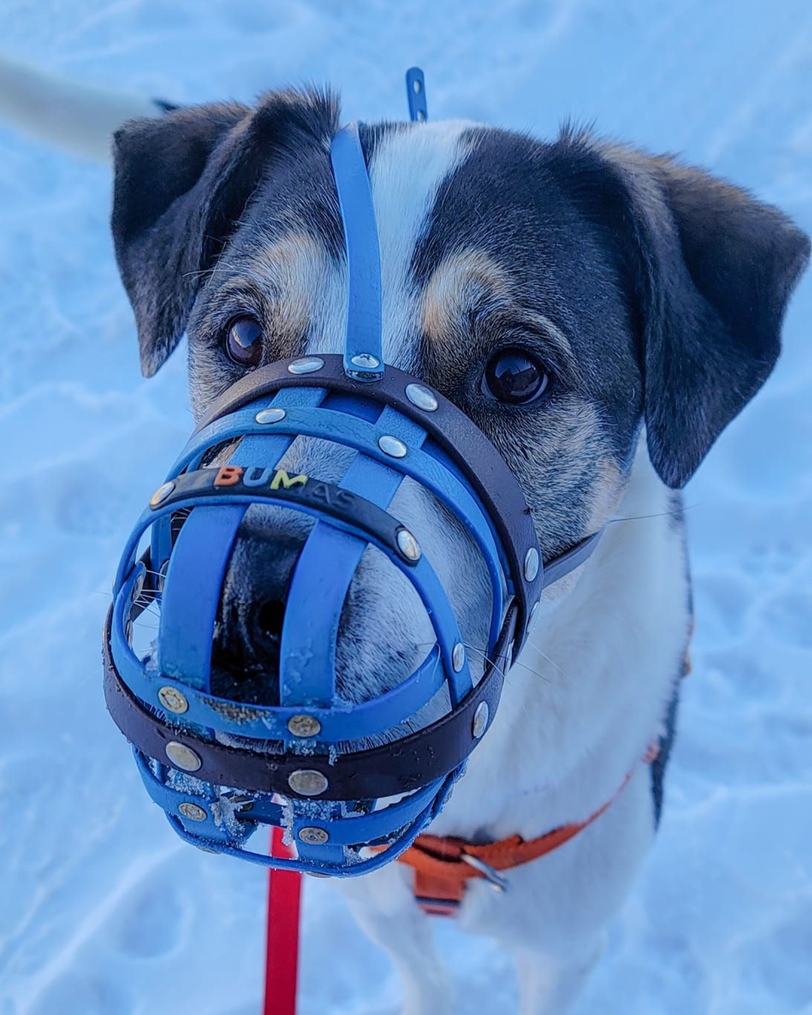 A well trained rescue dog happily wearing a muzzle awaiting treats.