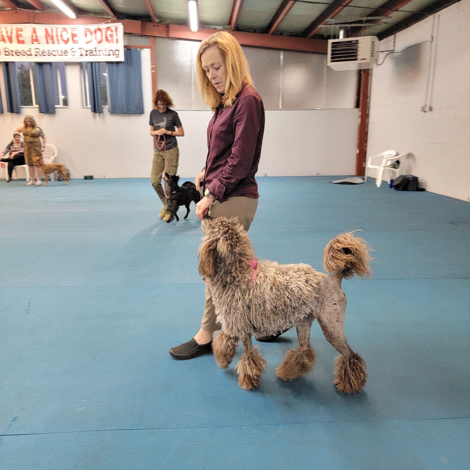 An apricot poodle and her mom practice heeling for Rally Obedience.