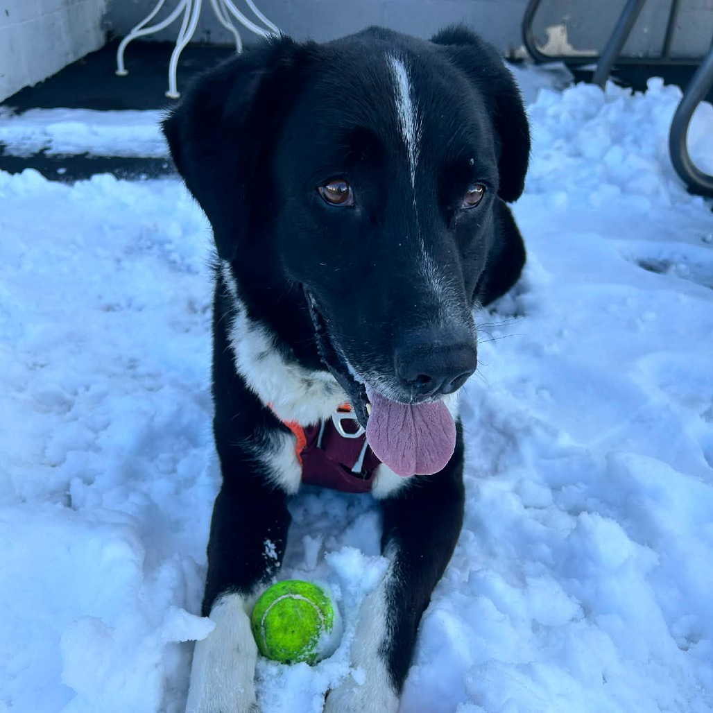 A panting dog happily sitting in the snow.