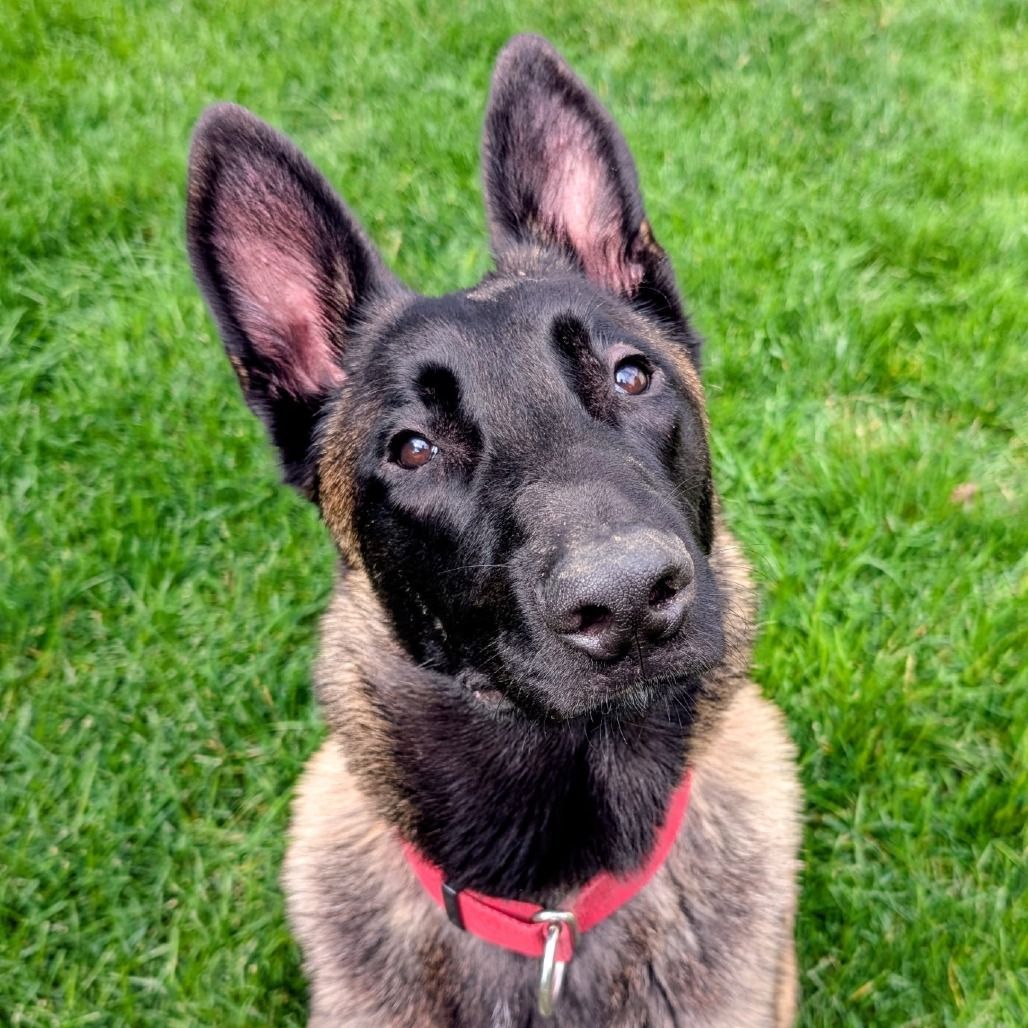 Rescue malinois mix sitting with adorable perked ears.