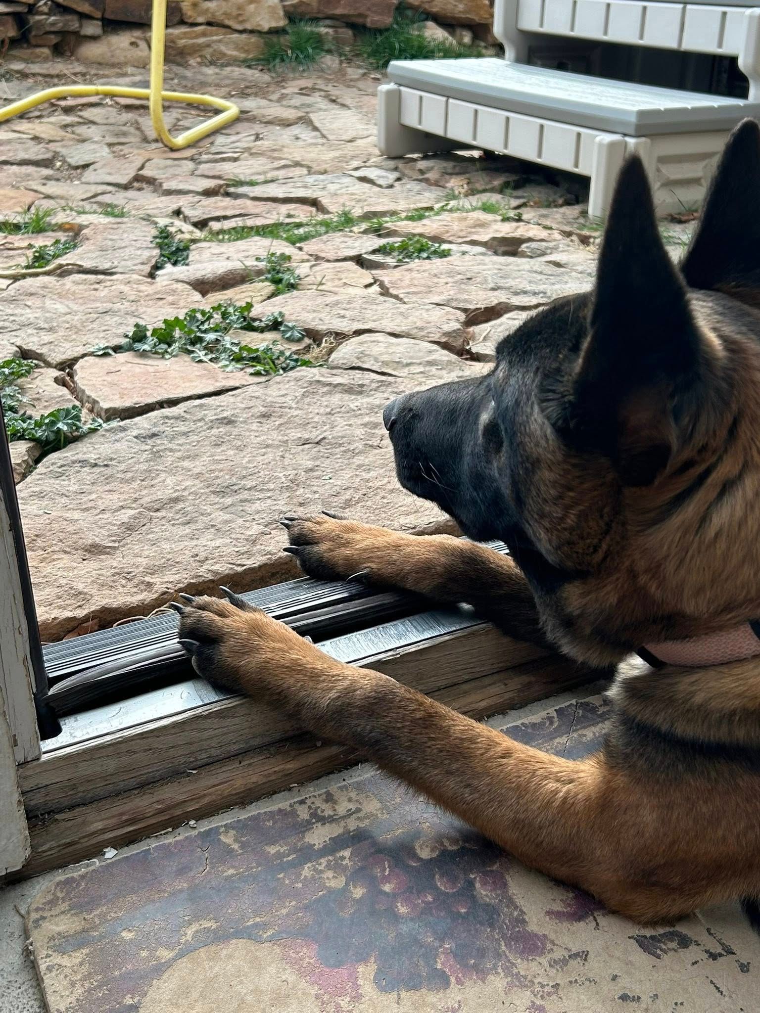 A young rescue malinois sits and watches something outside form the threshold of a door