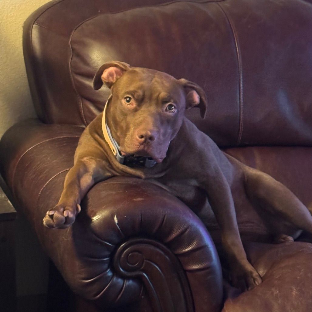 Georgia the rescue pitbull sits on a couch the suits her well.